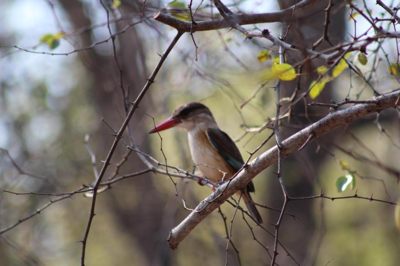 Villa Coga - Marloth Park